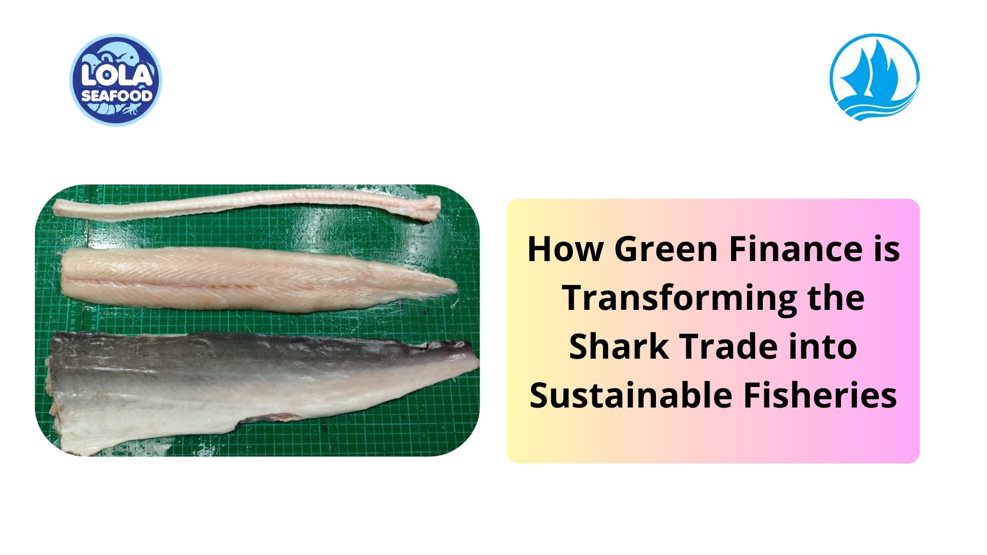 How Green Finance is Transforming the Shark Trade into Sustainable Fisheries